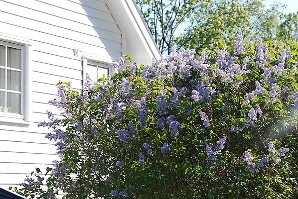 포토 JPG 해외이미지 창문 주택 노르웨이 사람없음 정원 흰색 해외202004 해외포토 유럽 컬러 건물 파일형식 이미지허브