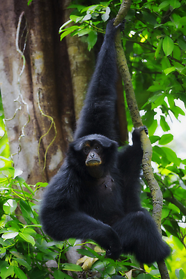 포토 JPG 해외이미지 나무 무기 야생동물 포유류 태국 자연 털 매달리기 동양인 사람없음 야외 초록색 환경 검은색 활발 원숭이 황무지 숲 멸종 동물상 생태학 소셜 해외202004 해외포토 식물 동물 교육 아시아 컬러 컨셉 모션 인종 조형물 생태계 파일형식 이미지허브