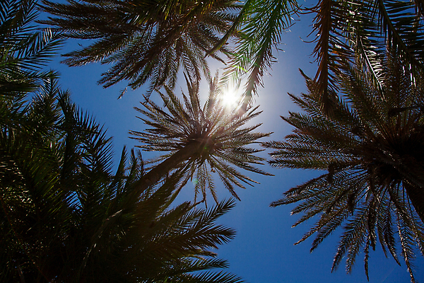 포토 JPG 해외이미지 나무 식물 로우앵글 여행 백그라운드 잎 자연 하늘 휴가 바나나 따뜻함 손바닥 들기 사람없음 야외 초록색 파란색 햇빛 견과류 성장 나뭇가지 시골 뜨거움 유기농 코코넛 이국적 파라다이스 해외202004 해외포토 손 웰빙 뷰포인트 컬러 과일 모션 태양 생태계 파일형식 이미지허브
