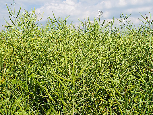 포토 JPG 해외이미지 식물 백그라운드 밭 하늘 씨앗 풍경 사람없음 초록색 파란색 연료 해외202004 해외포토 컬러 농업 파일형식 이미지허브
