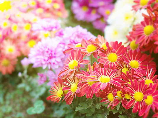 포토 JPG 해외이미지 꽃 백그라운드 사람없음 컬러풀 흰색 해외202004 해외포토 식물 컬러 파일형식 이미지허브