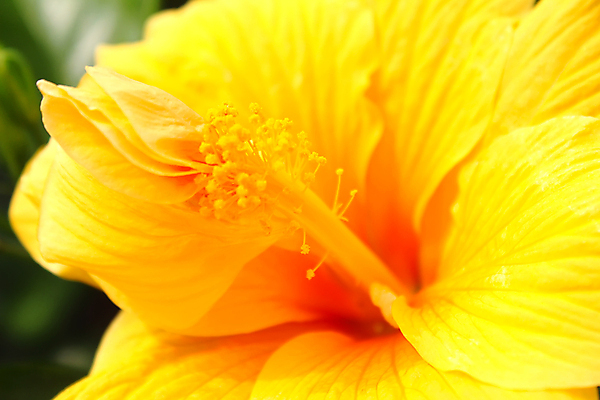 포토 JPG 해외이미지 식물 계절 꽃 분홍색 백그라운드 꽃무늬 일러스트 자연 수채화 사람없음 빨간색 여름 노란색 머리 정원 봄 벚꽃 흰색 신선 데이지 거베라 내추럴 고립 해외202004 해외포토 컬러 무늬 신체부위 생태계 파일형식 이미지허브