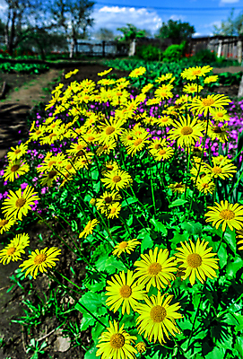 포토 JPG 해외이미지 식물 계절 공원 꽃잎 꽃 화분 분홍색 여행 백그라운드 잎 꽃무늬 밭 자연 하늘 사람없음 야외 장식 가로 빨간색 초록색 여름 노란색 머리 정원 보라색 봄 활발 성장 벚꽃 흰색 시골 신선 그룹 오브젝트 원예 조경 화단 내추럴 영원 캐모마일 전경 해외202004 해외포토 공공시설 컬러 컨셉 무늬 농업 풍경 취미 신체부위 허브 생태계 파일형식 탑뷰 이미지허브