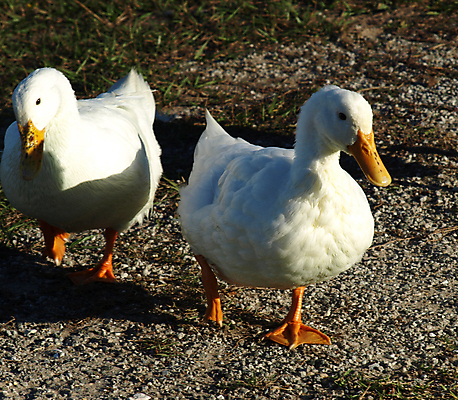 포토 JPG 해외이미지 동물 야생동물 자연 조류 오리 사람없음 야외 흰색 물새 청둥오리 해외202004 해외포토 컬러 생태계 파일형식 이미지허브