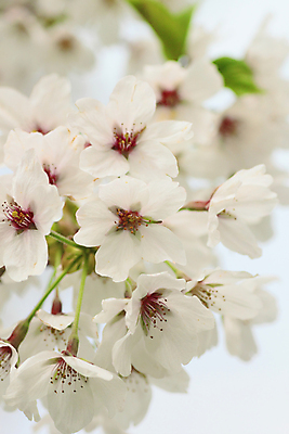 포토 JPG 해외이미지 주간 근접촬영 사람없음 야외 봄 벚꽃 해외202004 해외포토 자연요소 계절 꽃 뷰포인트 파일형식 이미지허브