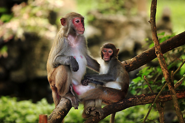 포토 JPG 해외이미지 동물 여자 얼굴 어린이 가족 청소년 엄마 동물원 사람없음 중국 활발 원숭이 표현 숲 작음 먹기 그네 발리 인도네시아 멸종 유인원 원시시대 말레이시아 배려 해외202004 해외포토 아시아 섬 컨셉 포유류 관계 모션 사람 신체부위 역사 크기 파일형식 이미지허브