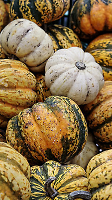 포토 JPG 해외이미지 식물 전통 디자인 잡화 계절 음식 백그라운드 농업 채소 오렌지 과일 자연 호박 휴가 프레임 건강 요리 사람없음 장식 초록색 컬러풀 농장 노란색 세일 상점 정원 할로윈 수확 가을 신선 그룹 시장 농부 유기농 날것 추수감사절 스쿼시 슈퍼마켓 내추럴 매각 숙성 해외202004 해외포토 직업 웰빙 산업 기독교 스포츠 컬러 구기 생태계 파일형식 이미지허브