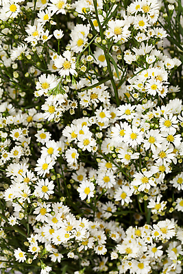 포토 JPG 해외이미지 식물 꽃잎 꽃 길 꽃다발 백그라운드 잎 꽃무늬 자연 발렌타인데이 선물 사랑 씨앗 사람없음 장식 초록색 컬러풀 벚꽃 흰색 신선 원형 우아함 혼합 배열 묘사 질감 내추럴 고립 해외202004 해외포토 도형 감정 컬러 컨셉 무늬 데이이벤트 생태계 파일형식 이미지허브