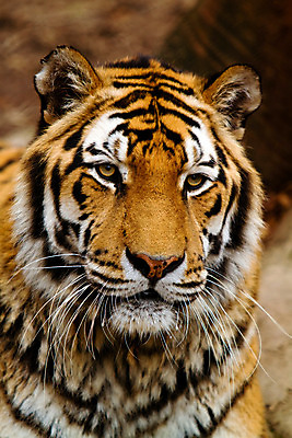 포토 JPG 해외이미지 동물 응시 시선 야생동물 오렌지 포유류 자연 동물원 사람없음 가로 고양이 어둠 줄무늬 호랑이 위험 큼 사파리 육식동물 노려봄 해외202004 해외포토 컨셉 무늬 과일 표정 반려동물 크기 생태계 파일형식 이미지허브