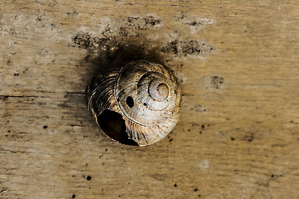 포토 JPG 해외이미지 동물 응시 야생동물 음식 백그라운드 모션 자연 연체동물 사람없음 목재 갈색 머리 정원 소리 껍질 흰색 시간 구멍 유머 닫기 해충 자르기 묘사 속도 달팽이 보케 덮기 느림 기어가기 고립 깨짐 식용 어려움 영원 해외202004 해외포토 나무 시선 감정 컬러 컨셉 재료 무척추동물 신체부위 벌레 생태계 파일형식 이미지허브