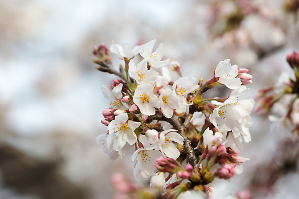 포토 JPG 해외이미지 식물 전통 계절 공원 꽃잎 꽃 분홍색 백그라운드 잎 자연 새로움 사람없음 초록색 환경 봄 벚꽃 흰색 나뭇가지 신선 개화 체리 내추럴 고립 현실 해외202004 해외포토 나무 공공시설 컬러 컨셉 과일 생태계 파일형식 이미지허브