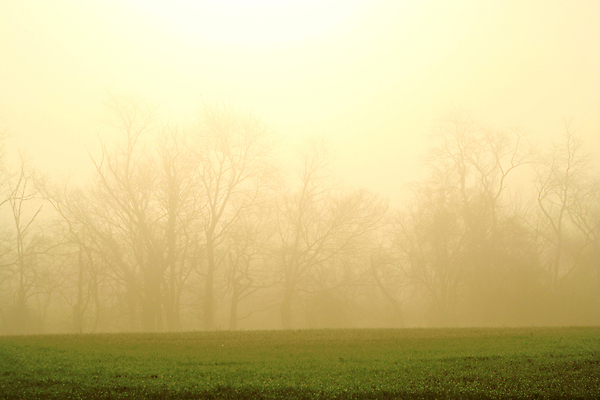 포토 JPG 해외이미지 나무 자연 풍경 사람없음 야외 검은색 어둠 안개 뿌연 해외202004 해외포토 식물 컬러 날씨 생태계 파일형식 이미지허브