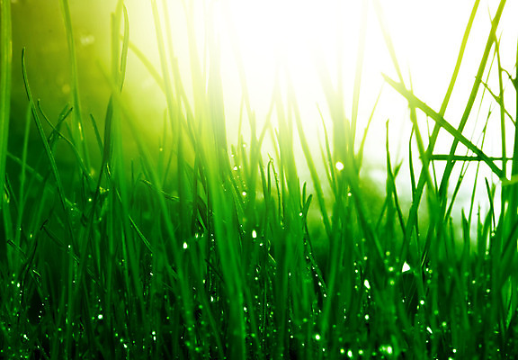 포토 JPG 해외이미지 식물 계절 백그라운드 잎 밭 자연 추상 사람없음 초록색 물 여름 빛 환경 정원 봄 젖음 흐름 성장 물방울 신선 떨어짐 이슬 순수 에코 질감 내추럴 생태학 해외202004 해외포토 자연요소 교육 컬러 컨셉 무늬 농업 생태계 파일형식 이미지허브