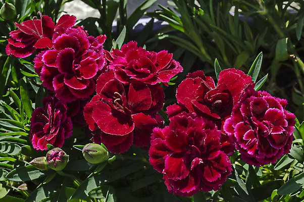 포토 JPG 해외이미지 식물 계절 기념일 꽃잎 꽃 줄기 분홍색 꽃다발 백그라운드 잎 패턴 추상 사람없음 빨간색 초록색 컬러풀 장미 벚꽃 신선 생일 우아함 혼합 카네이션 향기 지역 꽃수술 불가리아 해외202004 해외포토 컬러 컨셉 무늬 이벤트 냄새 파일형식 남유럽 이미지허브