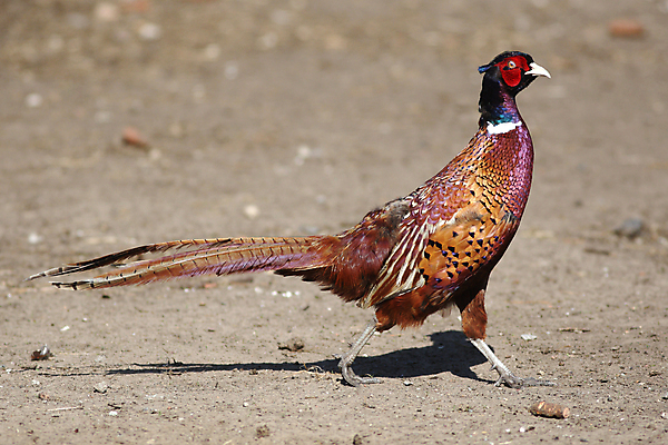 포토 JPG 해외이미지 동물 남자 야생동물 음식 자연 조류 육류 사람없음 빨간색 세로 봄 게임 농부 땅 사냥 꿩 수탉 추적 해외202004 해외포토 직업 계절 컬러 식재료 모션 놀이 사람 닭 수컷 생태계 파일형식 이미지허브