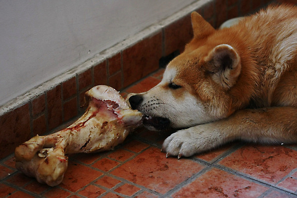포토 JPG 해외이미지 동물 얼굴 신체 사람없음 반려동물 일본 힘 용기 자신감 개 강아지 위험 큼 근육질 고체 기르기 지능 힘찬 해외202004 해외포토 그릇 감정 아시아 컨셉 포유류 근육 신체부위 크기 몸매 돌봄 파일형식 이미지허브