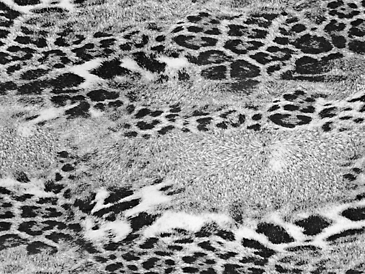 포토 JPG 해외이미지 디자인 백그라운드 패턴 추상 사람없음 직물 점 인쇄 피부 질감 스타일 해외202004 해외포토 무늬 신체부위 파일형식 이미지허브