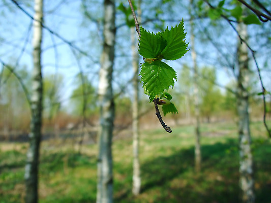 포토 JPG 해외이미지 나무 식물 계절 공원 백그라운드 잎 자연 새로움 풍경 사람없음 야외 세로 초록색 빛 햇빛 새싹 환경 성장 나뭇가지 시골 신선 선택 숲 순수 러시아 나무껍질 자작나무 해외202004 해외포토 공공시설 유럽 컬러 컨셉 태양 껍질 생태계 파일형식 이미지허브