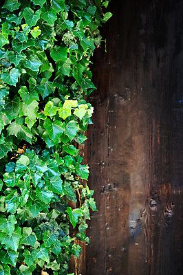 포토 JPG 해외이미지 나무 식물 외관 공원 꽃 벽 백그라운드 잎 패턴 건축양식 자연 벽지 표면 벽돌 주택 사람없음 야외 건물 장식 초록색 여름 울타리 갈색 정원 봄 성장 바위 거친 덩굴 질감 복고 시멘트 포도나무 아이비 내추럴 고체 옛날 콘크리트 해외202004 해외포토 건축물 계절 공공시설 건축 컬러 무늬 담장 돌_바위 과일나무 생태계 파일형식 이미지허브