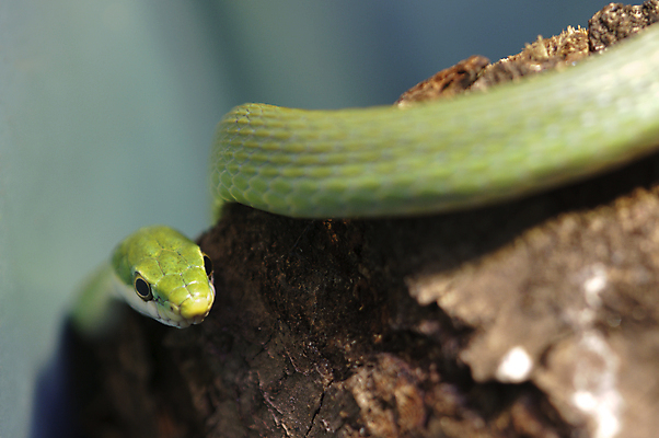 포토 JPG 해외이미지 나무 파충류 자연 사람없음 초록색 머리 뱀 묘사 눈금 사냥 해외202004 해외포토 식물 동물 컬러 신체부위 생태계 파일형식 이미지허브