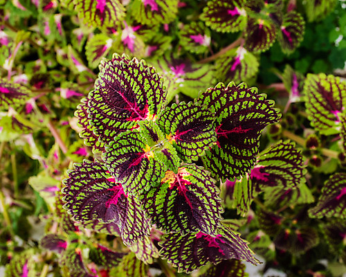 포토 JPG 해외이미지 식물 꽃잎 꽃 꽃다발 잎 꽃무늬 밭 자연 사람없음 야외 초록색 컬러풀 정원 활발 벚꽃 시골 신선 개화 닫기 꽃집 데이지 냄새 내추럴 강렬 해외202004 해외포토 컬러 컨셉 무늬 농업 모션 상점 생태계 파일형식 이미지허브