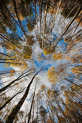 포토 JPG 해외이미지 나무 식물 구름 계절 여행 백그라운드 잎 자연 하늘 날씨 풍경 사람없음 야외 목재 여름 파란색 빛 햇빛 태양 노란색 환경 맑음 침묵 꿈 가을 흰색 나뭇가지 시골 황무지 숲 장면 자작나무 내추럴 깊이 어안 해외202004 해외포토 자연요소 컬러 재료 소리 생태계 파일형식 이미지허브