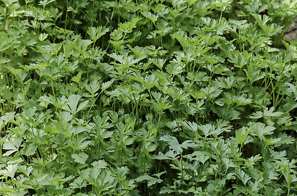 포토 JPG 해외이미지 식물 계절 지구 잎 농업 채소 자연 파슬리 사람없음 야외 초록색 정원 침대 작음 뿌리기 불가리아 해외202004 해외포토 산업 컬러 가구 모션 크기 생태계 파일형식 남유럽 이미지허브