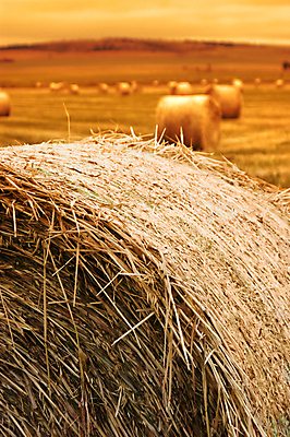 포토 JPG 해외이미지 밭 농업 오렌지 자연 사람없음 야외 농작물 농장 일출 일몰 시골 호주 볏짚 뭉치 해외202004 해외포토 산업 과일 노을 오세아니아 짚 생태계 파일형식 이미지허브