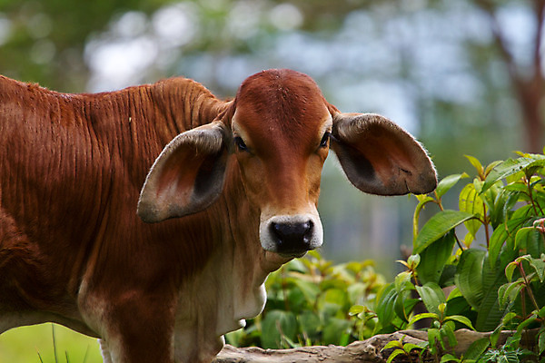 포토 JPG 해외이미지 동물 얼굴 포유류 자연 사람없음 농장 소 귀 동물상 온두라스 해외202004 해외포토 농업 신체부위 조형물 중앙아메리카 생태계 파일형식 이미지허브