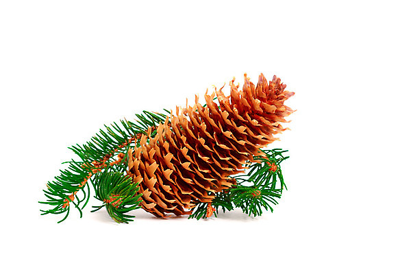 포토 JPG 해외이미지 1 디자인 계절 백그라운드 크리스마스 겨울 패턴 휴가 풍경 사람없음 옆모습 장식 초록색 컬러풀 갈색 새싹 흰색 나뭇가지 축하 소나무 12월 배열 심볼 묘사 싱글 심플 상록수 침엽수 원뿔 내추럴 고립 해외202004 해외포토 도형 나무 식물 기념일 뷰포인트 컬러 컨셉 무늬 날짜 파일형식 이미지허브