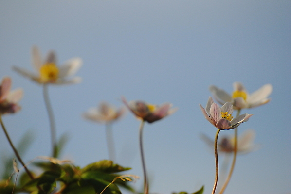 포토 JPG 해외이미지 꽃 사람없음 해외202004 해외포토 식물 파일형식 이미지허브