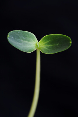 포토 JPG 해외이미지 식물 지구 컨셉 잎 농업 자연 새로움 수박 건강 씨앗 사람없음 초록색 농장 새싹 정원 흙 봄 무대 성장 신선 시간 작음 시작 먼지 진행 고립 땅바닥 모종 방법 밭일 생태학 처음 생존 해외202004 해외포토 계절 교육 산업 컬러 과일 바닥 크기 생태계 파일형식 이미지허브