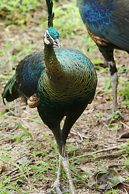 포토 JPG 해외이미지 나무 동물 1 야생동물 백그라운드 잎 오렌지 노래 자연 조류 휴식 종류 앉기 사람없음 야외 빨간색 초록색 여름 파란색 우주 봄 회색 바위 흰색 나뭇가지 공작 묘사 싱글 생물학 서식지 생태학 해외202004 해외포토 식물 계절 교육 음악 컬러 컨셉 과일 모션 돌_바위 생태계 파일형식 이미지허브