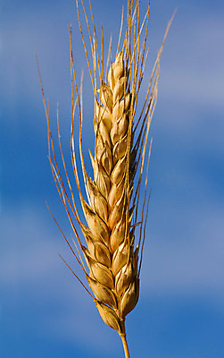 포토 JPG 해외이미지 식물 음식 백그라운드 패턴 농업 자연 하늘 씨앗 사람없음 야외 파란색 농작물 노란색 성장 황금 큼 낟알 시리얼 밀 보리 귀 원뿔 밀짚 숙성 호밀 해외202004 해외포토 도형 산업 컬러 무늬 곡류 신체부위 짚 크기 생태계 파일형식 이미지허브