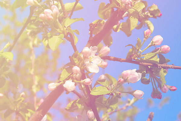 포토 JPG 해외이미지 나무 식물 계절 꽃잎 꽃 분홍색 백그라운드 잎 과일 자연 하늘 사람없음 야외 파란색 햇빛 정원 침묵 봄 성장 벚꽃 흰색 나뭇가지 신선 개화 닫기 사과 수분 과수원 벌 꽃가루 꿀 꽃수술 해외202004 해외포토 컬러 곤충 농업 모션 태양 소리 가루 생태계 파일형식 이미지허브