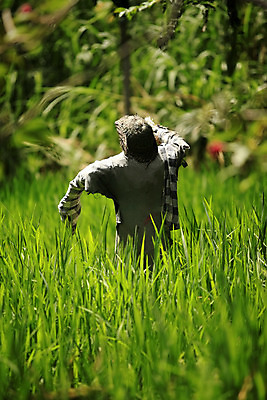 포토 JPG 해외이미지 식물 셔츠 밭 채소 사람없음 경제 울타리 숫자 정원 놀람 경계선 빗자루 서식 그리너리 해외202004 해외포토 문자 감정 선 상의 농업 표정 담장 청소도구 경계 파일형식 트랜드컬러 이미지허브