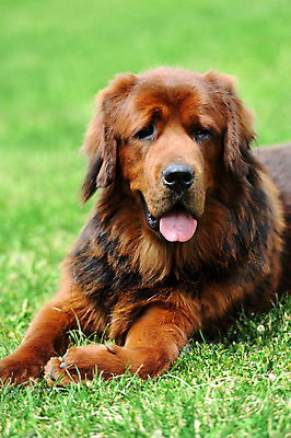 포토 JPG 해외이미지 동물 1 응시 공원 행복 얼굴 새끼 백그라운드 밭 장난 포유류 자연 털 잔디 사람없음 야외 초록색 여름 반려동물 갈색 노란색 머리 정원 봄 흰색 개 리트리버 강아지 작음 테리어 사냥개 송곳니 기르기 동반자 유래 해외202004 해외포토 식물 시선 계절 공공시설 감정 컬러 농업 신체부위 치아 크기 생태계 돌봄 파일형식 이미지허브