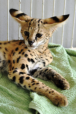 포토 JPG 해외이미지 동물 응시 야생동물 포유류 아프리카 자연 수염 털 동물원 사람없음 야외 빨간색 초록색 모래사장 머리 검은색 고양이 줄무늬 듣기 코트 분노 관찰 점 큼 사파리 속도 코 사냥 귀 육식동물 사냥꾼 멸종 남쪽 경보 해외202004 해외포토 직업 시선 감정 나라 바다 컬러 무늬 모션 신체부위 반려동물 외투 크기 방향 생태계 파일형식 이미지허브