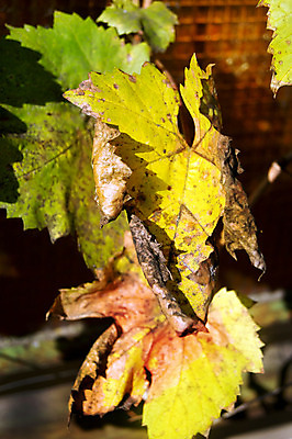 포토 JPG 해외이미지 나무 식물 계절 백그라운드 단풍 잎 패턴 오렌지 자연 벽지 추상 사람없음 빨간색 초록색 컬러풀 갈색 노란색 가을 그룹 황금 숲 유기농 질감 10월 내추럴 해외202004 해외포토 웰빙 컬러 무늬 과일 날짜 생태계 파일형식 이미지허브