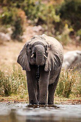 포토 JPG 해외이미지 동물 공원 야생동물 여행 백그라운드 포유류 아프리카 자연 코끼리 국립공원 사람없음 야외 여행객 환경 힘 황무지 보호 큼 사파리 상아 멸종 남쪽 해외202004 해외포토 공공시설 나라 컨셉 사람 크기 방향 생태계 파일형식 이미지허브