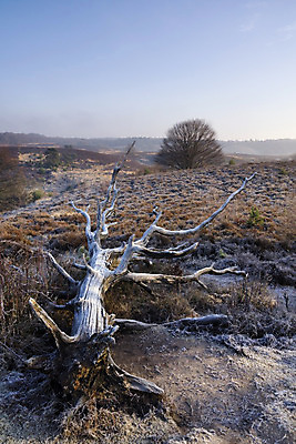 포토 JPG 해외이미지 나무 겨울 사람없음 얼음 추위 안개 죽음 황무지 떨어짐 언덕 통나무 보호구역 뿌연 해외202004 해외포토 자연요소 식물 계절 컨셉 날씨 구역 파일형식 이미지허브