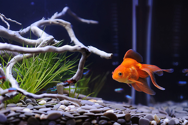 포토 JPG 해외이미지 동물 바다 나비 백그라운드 오렌지 어류 사람없음 빨간색 물 반려동물 머리 일본 검은색 수영 희망 연못 황무지 황금 우아함 눈금 꼬리 금붕어 지느러미 수족관 물고기자리 잉어 이국적 해외202004 해외포토 자연요소 감정 아시아 컬러 곤충 컨셉 과일 신체부위 수중동물 별자리 수상스포츠 파일형식 이미지허브