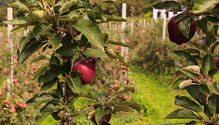포토 JPG 해외이미지 나무 식물 잎 농업 다이어트 과일 사람없음 빨간색 농장 시골 신선 달콤 맛 사과 작음 유기농 해외202004 해외포토 웰빙 산업 컬러 컨셉 건강 크기 파일형식 이미지허브
