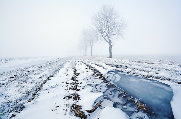 포토 JPG 해외이미지 나무 계절 도로 겨울 자연 아침 날씨 풍경 사람없음 야외 물 농경지 냉동 얼음 침묵 고요 추위 안개 시골 방향 네덜란드 서리 웅덩이 방법 줄서기 해외202004 해외포토 주간 자연요소 식물 유럽 길 교통시설 모션 농장 소리 생태계 파일형식 이미지허브