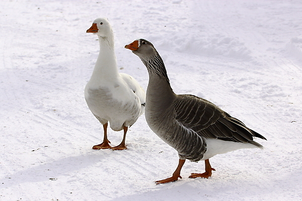 포토 JPG 해외이미지 동물 야생동물 백그라운드 농업 자연 조류 육류 사람없음 반려동물 농장 성장 흰색 시골 가득함 깃털 부리 목 거위 길이 밭일 해외202004 해외포토 산업 컬러 식재료 신체부위 생태계 파일형식 이미지허브