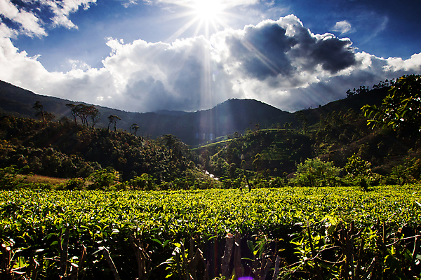 포토 JPG 해외이미지 식물 계절 아시아 여행 백그라운드 잎 밭 농업 자연 산 동양인 풍경 사람없음 야외 초록색 여름 농작물 농장 농경지 환경 계곡 시골 신선 차 땅 언덕 장면 산악지대 밭일 해외202004 해외포토 나라 산업 음료 컬러 인종 생태계 파일형식 이미지허브