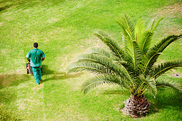 포토 JPG 해외이미지 나무 직업 잎 자연 휴가 따뜻함 손바닥 잔디 사람없음 야외 초록색 여름 정원 봄 공구 업무 작업 뜨거움 자르기 오브젝트 날카로움 손질 유지 내추럴 다듬기 돌봄 이국적 해외202004 해외포토 식물 손 계절 컬러 모션 도구 생태계 파일형식 이미지허브