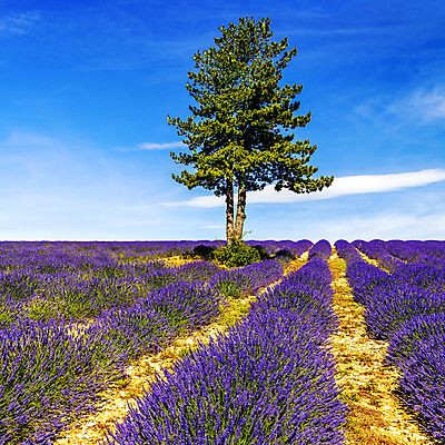 포토 JPG 해외이미지 식물 꽃 선 밭 풍경 사람없음 야외 여름 파란색 빛 컬러풀 맑음 보라색 프랑스 시골 개화 자주색 허브 제비꽃 그림 정사각형 향기 아로마 아로마테라피 라벤더 프랑스어 프로방스 해외202004 해외포토 도형 문자 계절 유럽 컬러 농업 날씨 냄새 테라피 파일형식 이미지허브