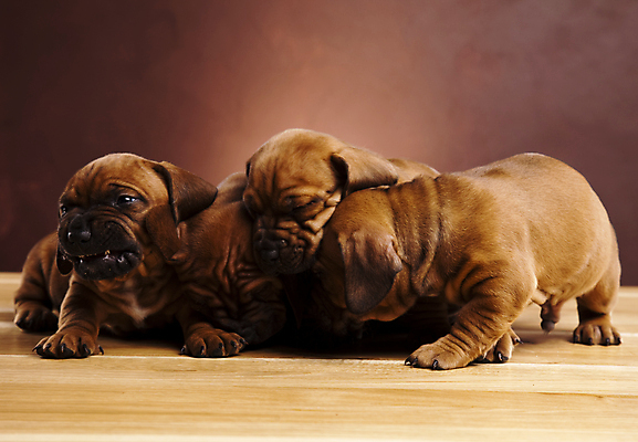 포토 JPG 해외이미지 반려견 새끼 엎드리기 여러마리 실내 사람없음 반려동물 귀여움 눈감음 강아지 닥스훈트 갈색배경 나무배경 해외202004 해외포토 동물 다수 백그라운드 컨셉 모션 내부 갈색 개 파일형식 이미지허브