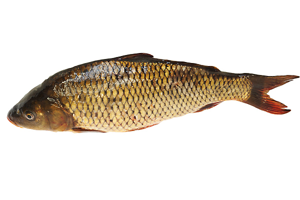 포토 JPG 해외이미지 동물 음식 다이어트 재료 낚시 건강 육류 어류 사람없음 빛 강 머리 수영 저녁식사 회색 추위 흰색 죽음 신선 잡기 입 큼 먹기 해산물 흰배경 눈금 꼬리 날것 지느러미 잉어 내추럴 고립 단백질 식품점 해외202004 해외포토 컬러 백그라운드 식재료 모션 레저 신체부위 상점 식사 수중동물 수상스포츠 크기 영양소 파일형식 이미지허브